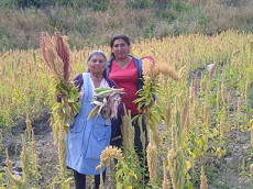 From peak to market: Uniting Bolivian farmers in the Andes